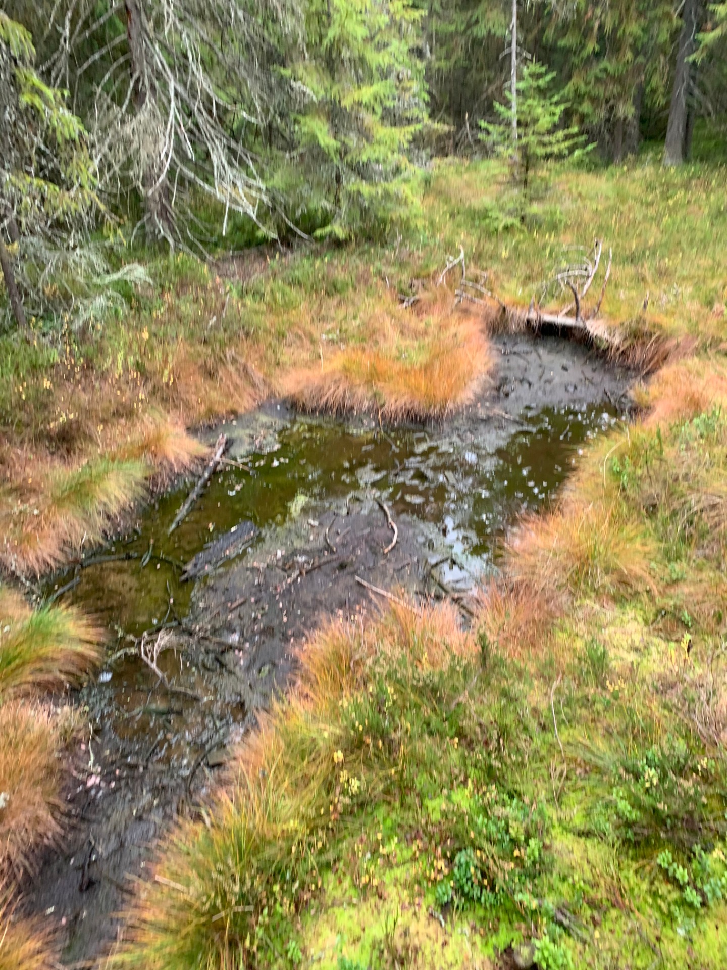 Smraďoch